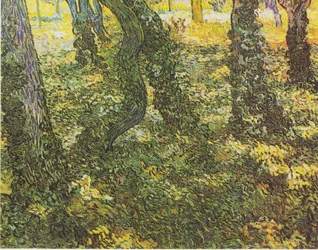 Undergrowth with Ivy
